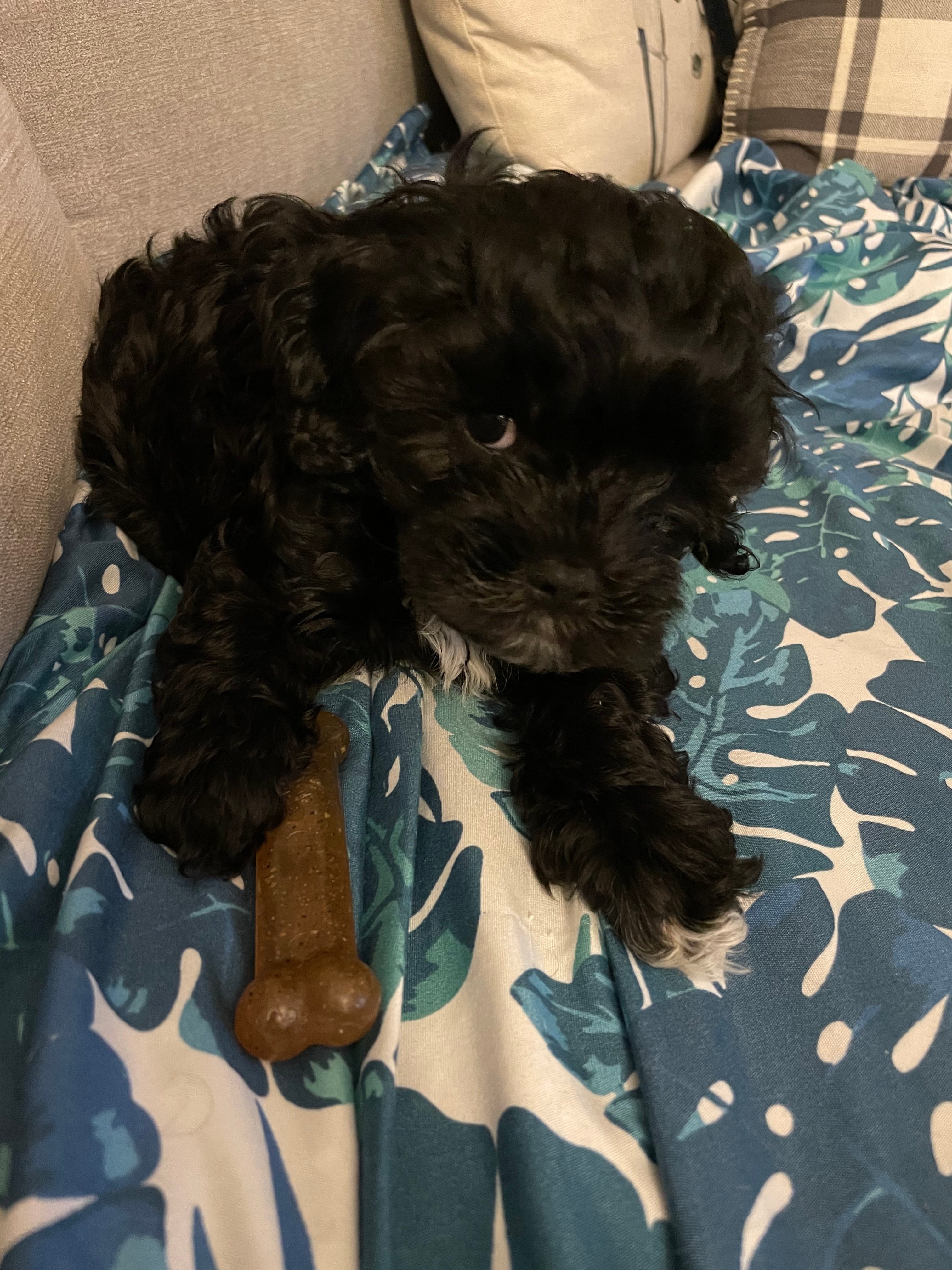 Sweet Cavapoo Baby