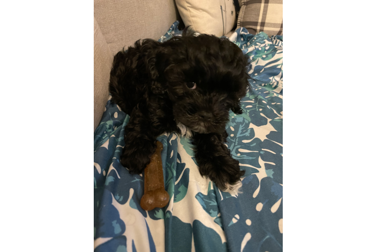 Sweet Cavapoo Baby