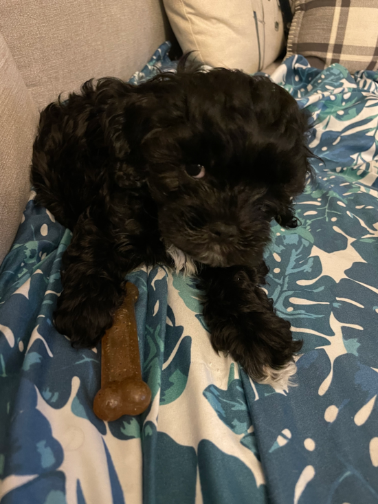 Cavapoo Being Cute