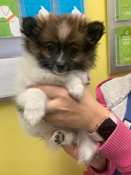 Sweet Pomeranian Purebred Pup