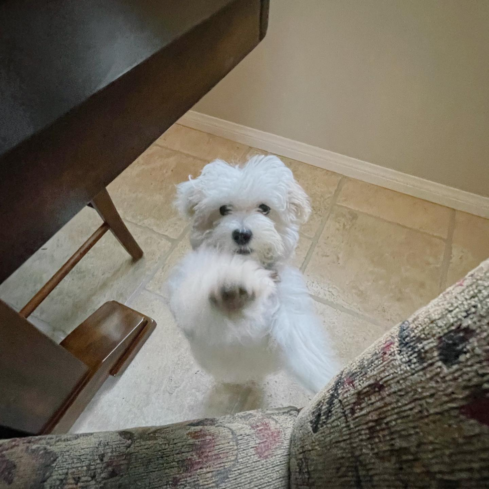 Maltipoo Being Cute