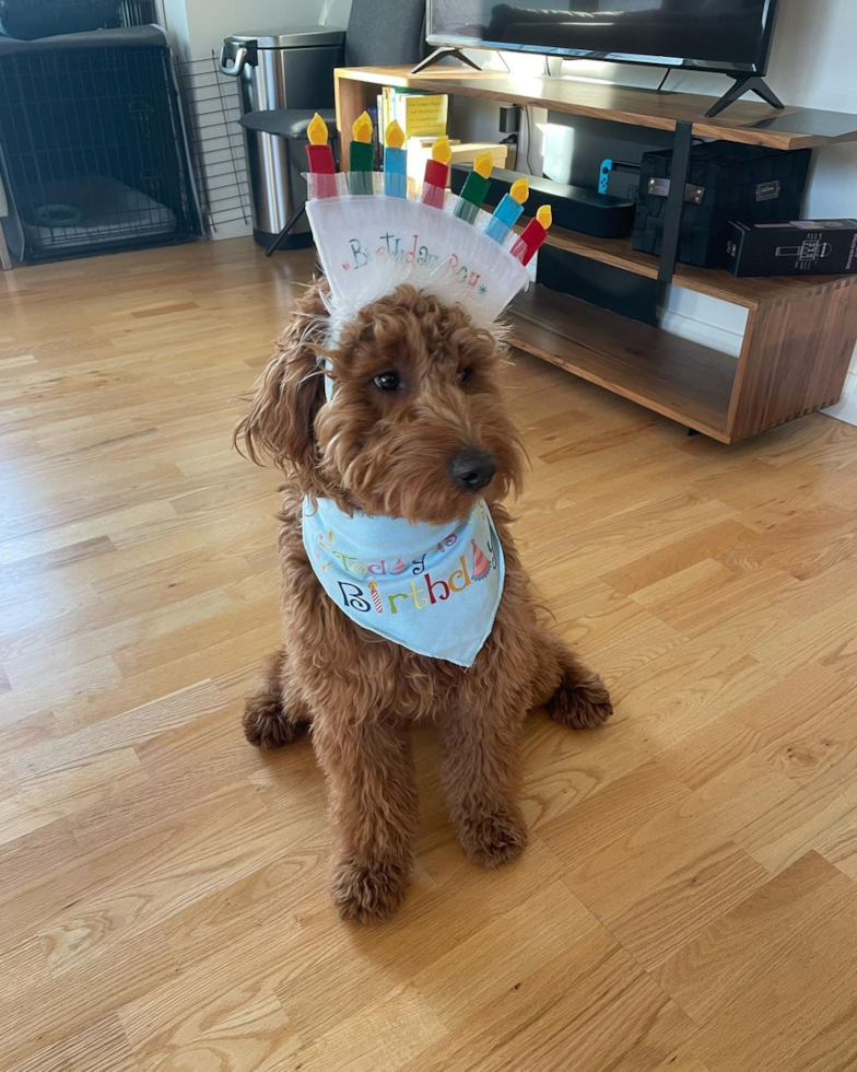 Sweet Mini Goldendoodle Pup