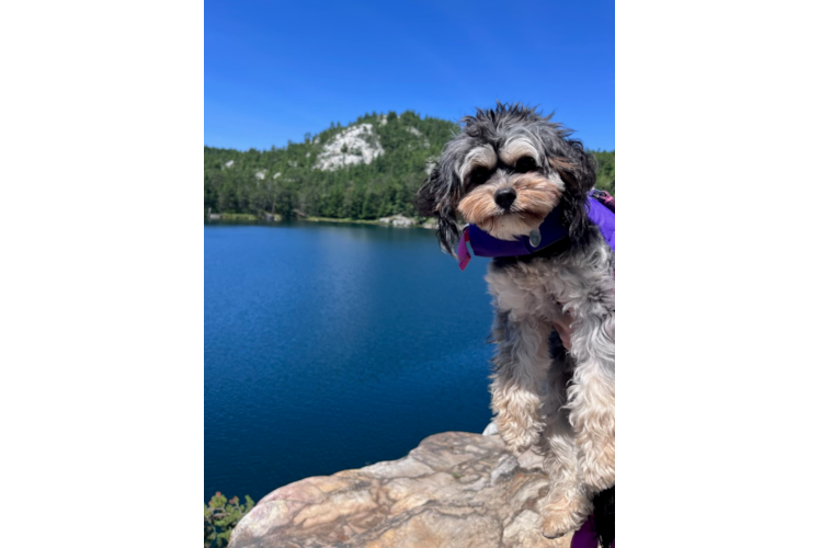 Best Cavapoo Baby