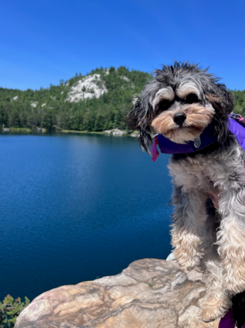 Hypoallergenic Cavadoodle Poodle Mix Pup