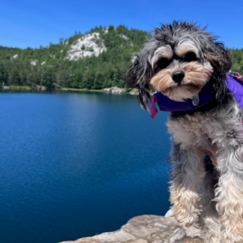 Hypoallergenic Cavadoodle Poodle Mix Pup