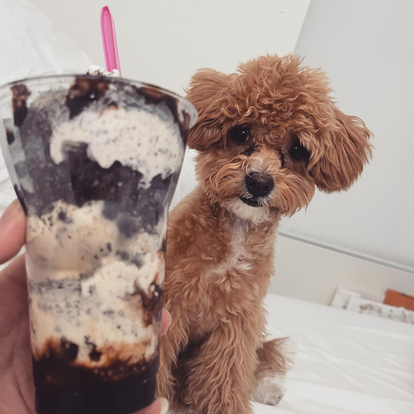 Popular Cavapoo Poodle Mix Pup
