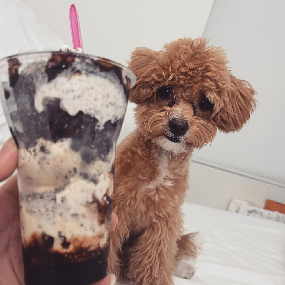 Friendly Cavapoo Pup