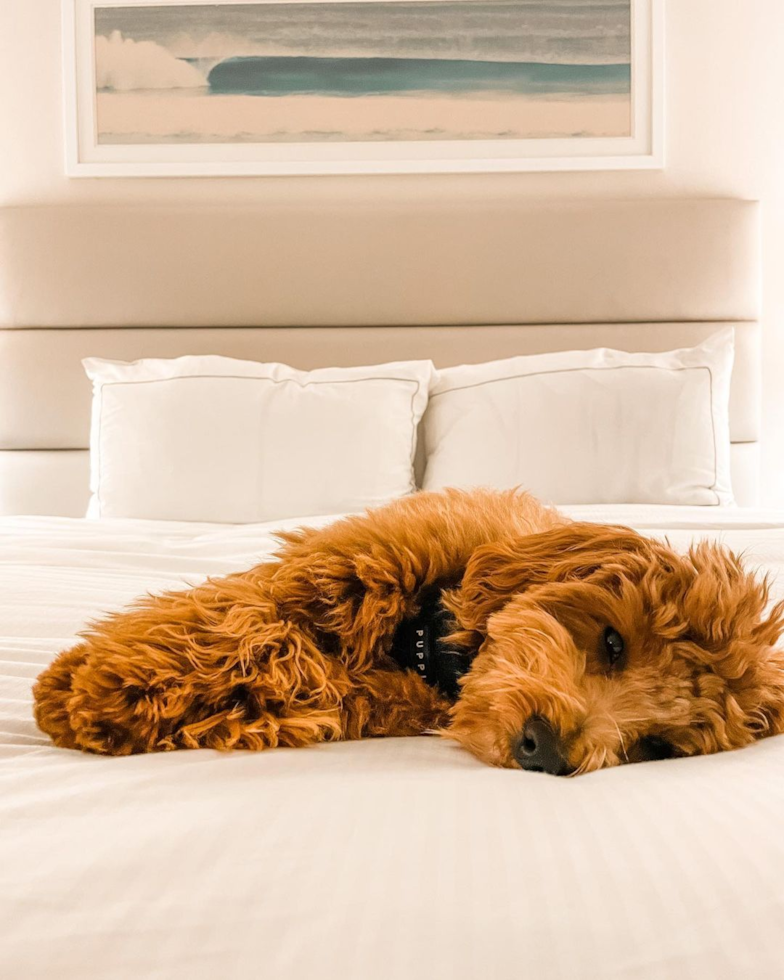 Sweet Cavapoo Pup