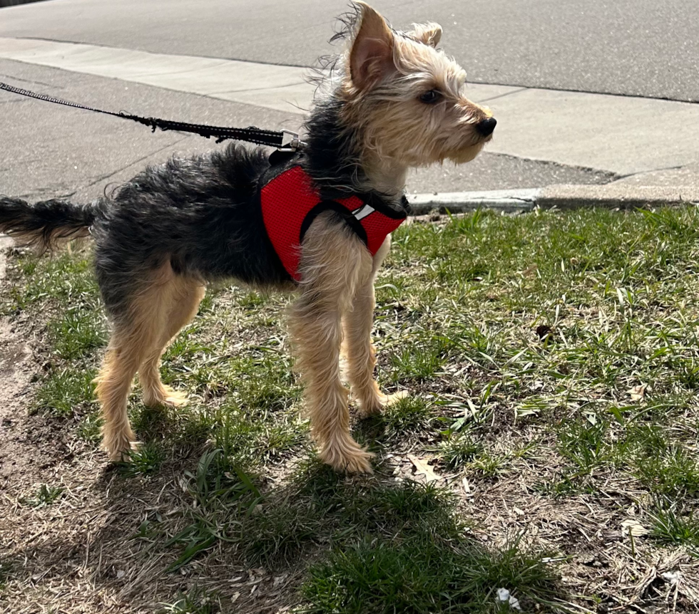 Sweet Yorkie Poo Pup