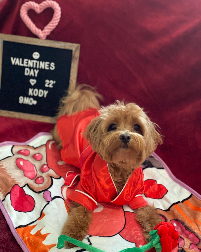 Playful Maltepoo Poodle Mix Pup