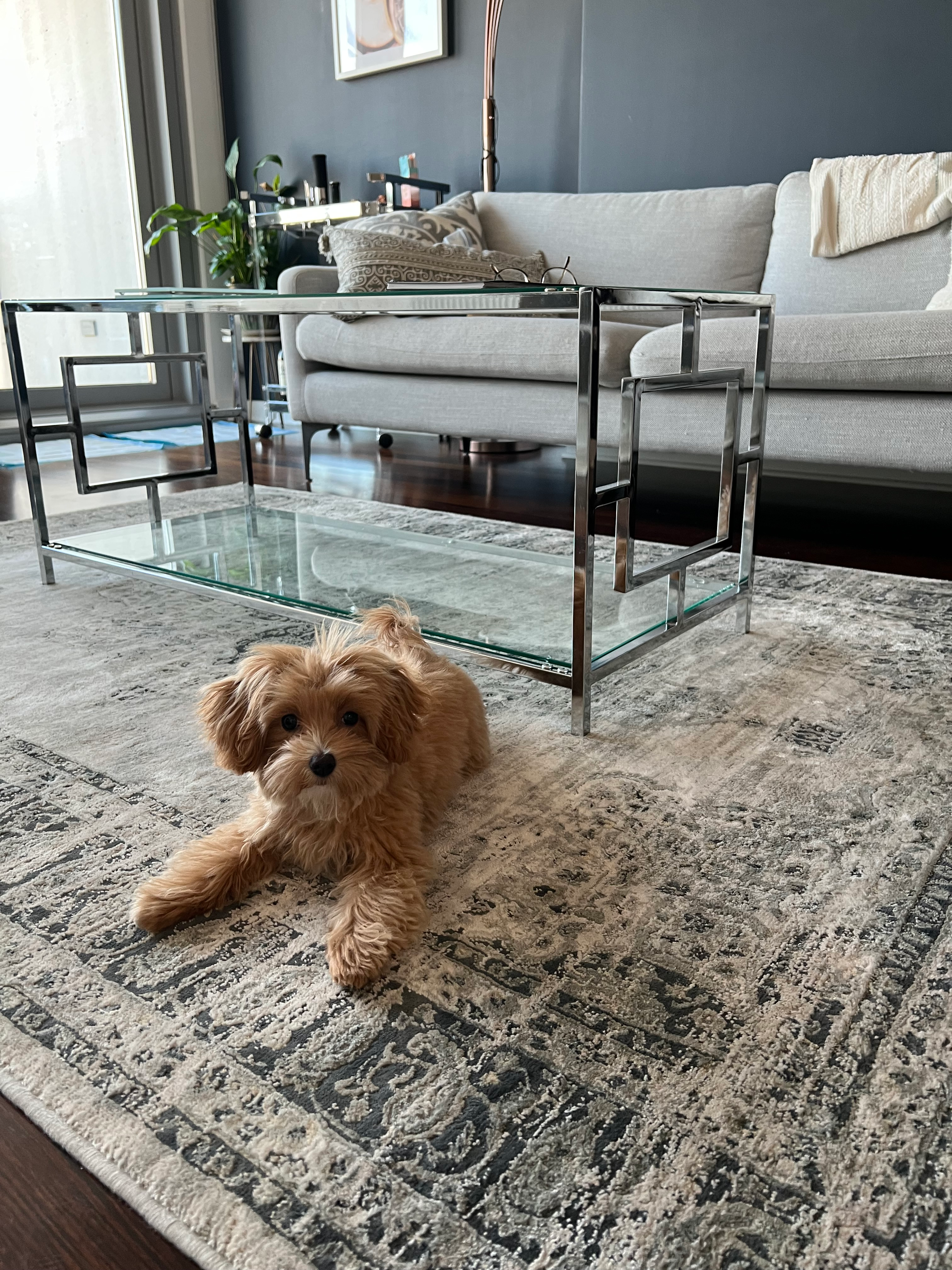 Popular Maltipoo Poodle Mix Pup
