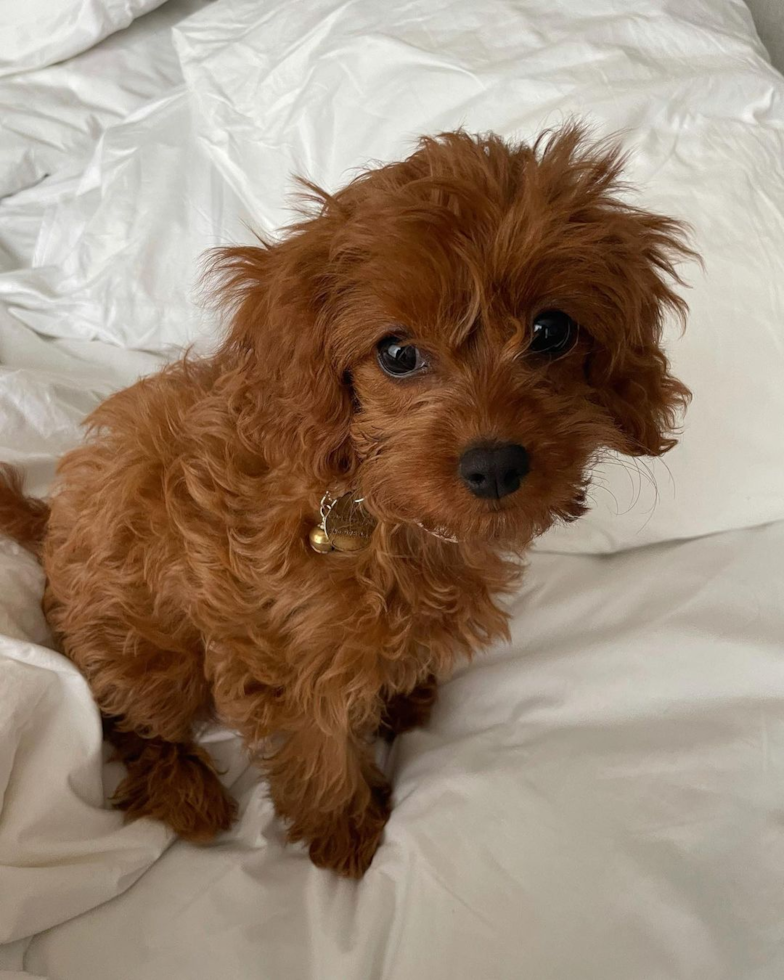 Cavapoo Being Cute