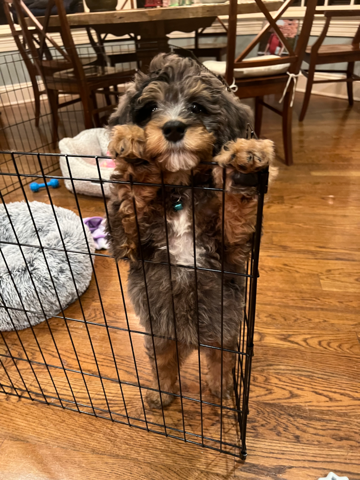 Happy Mini Bernedoodle Pup in