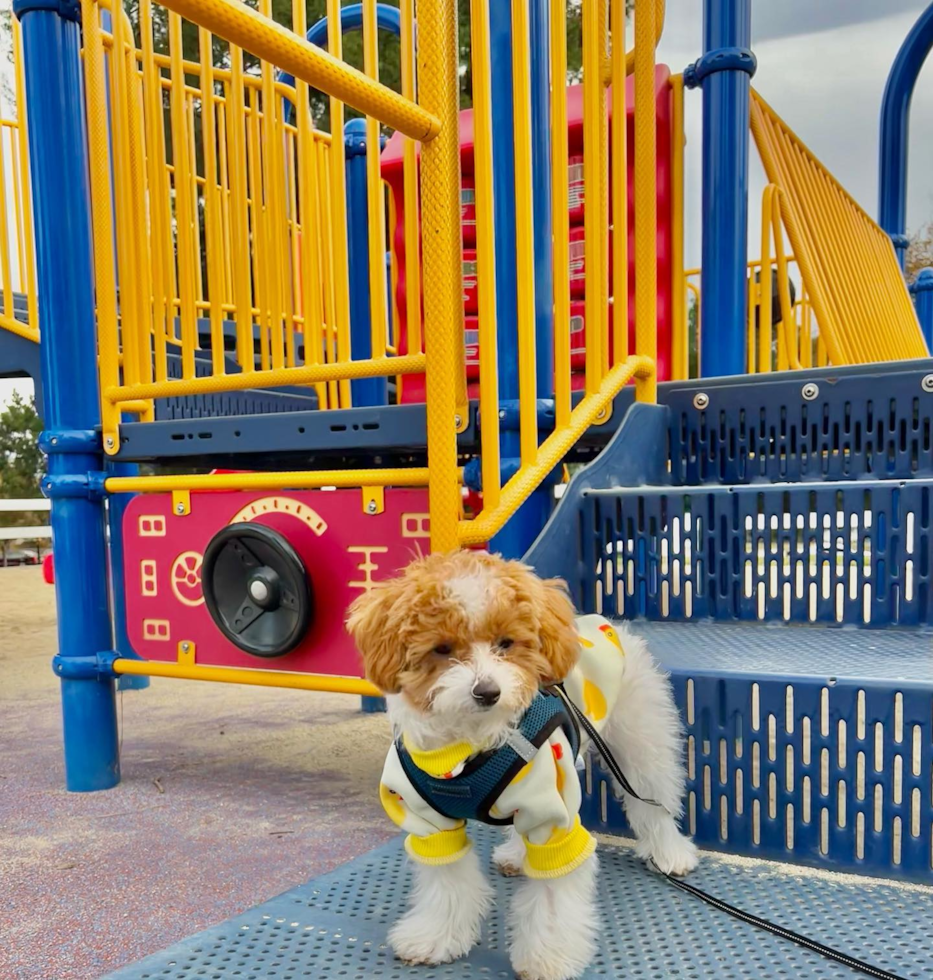 Small Poodle Purebred Pup