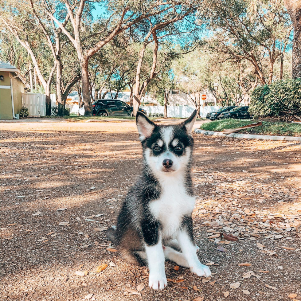 Popular Pomsky Designer Pup