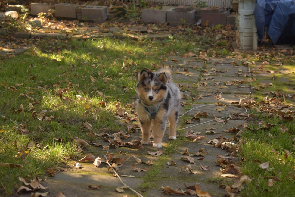 Pomsky Pup