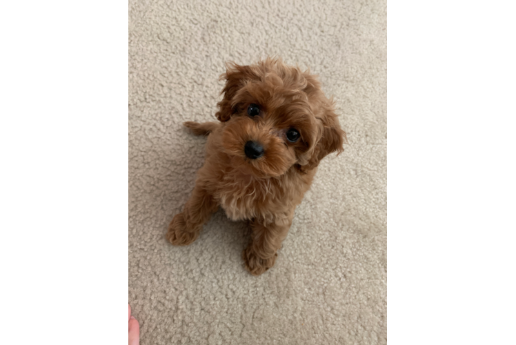 Small Cockapoo Baby