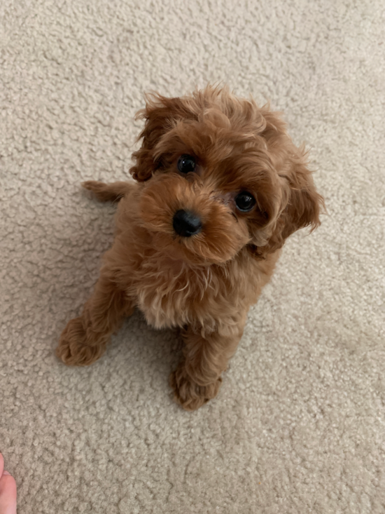 Little Cockerpoo Poodle Mix Pup