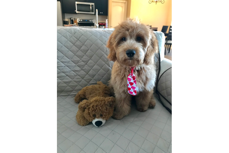 Mini Goldendoodle Pup Being Cute