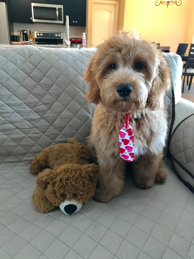 Cute Mini Goldendoodle Pup in Jacksonville FL