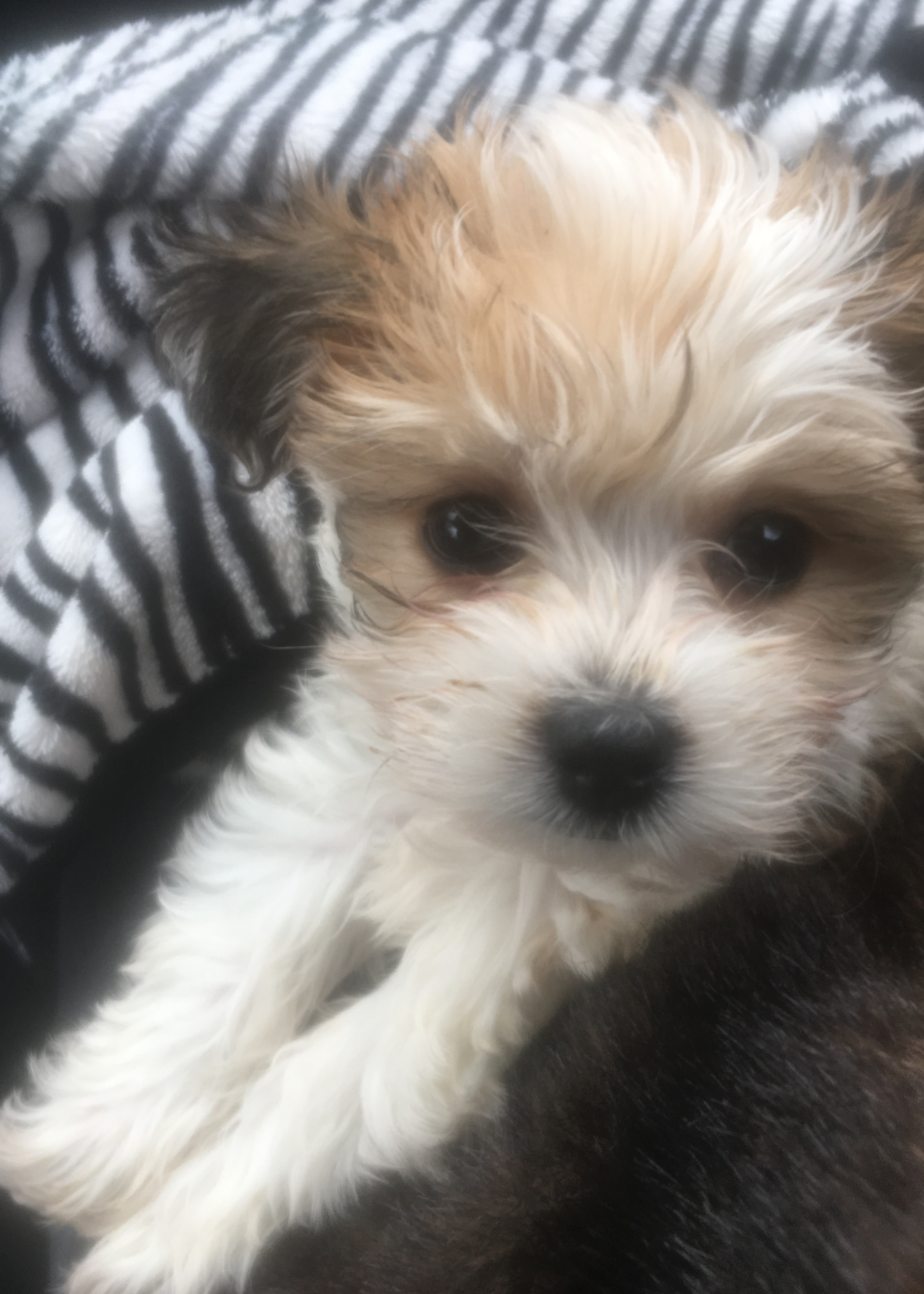 Morkie Puppy for Adoption