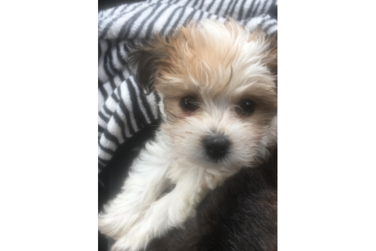 Morkie Puppy for Adoption