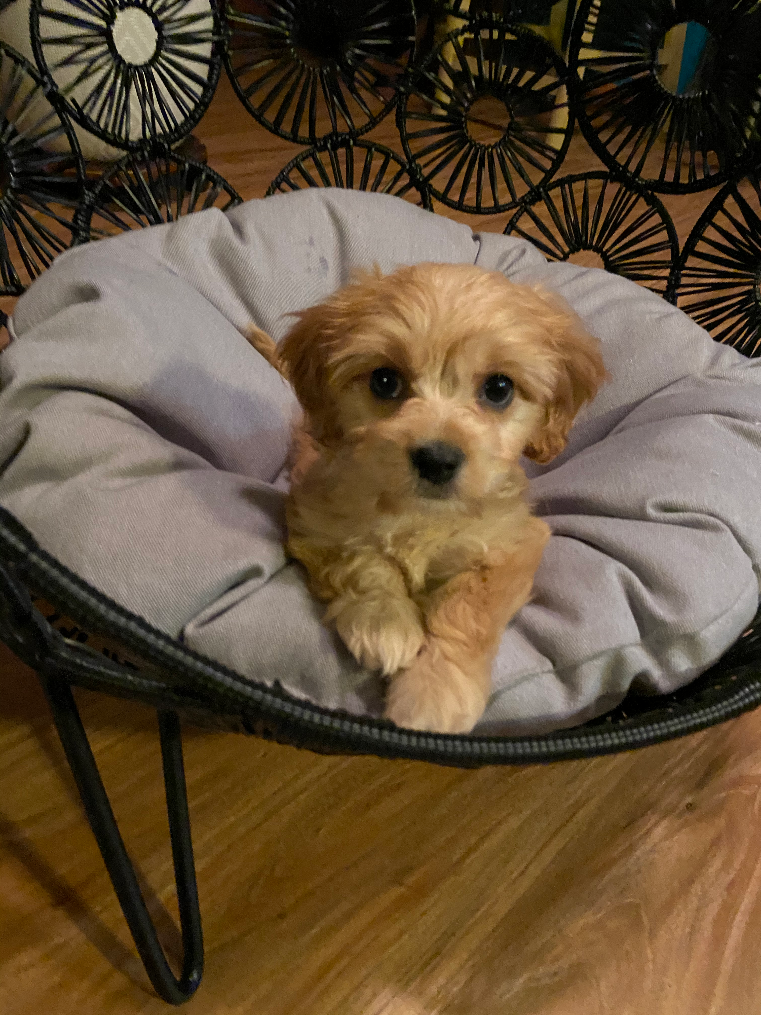 Best Cavachon Baby