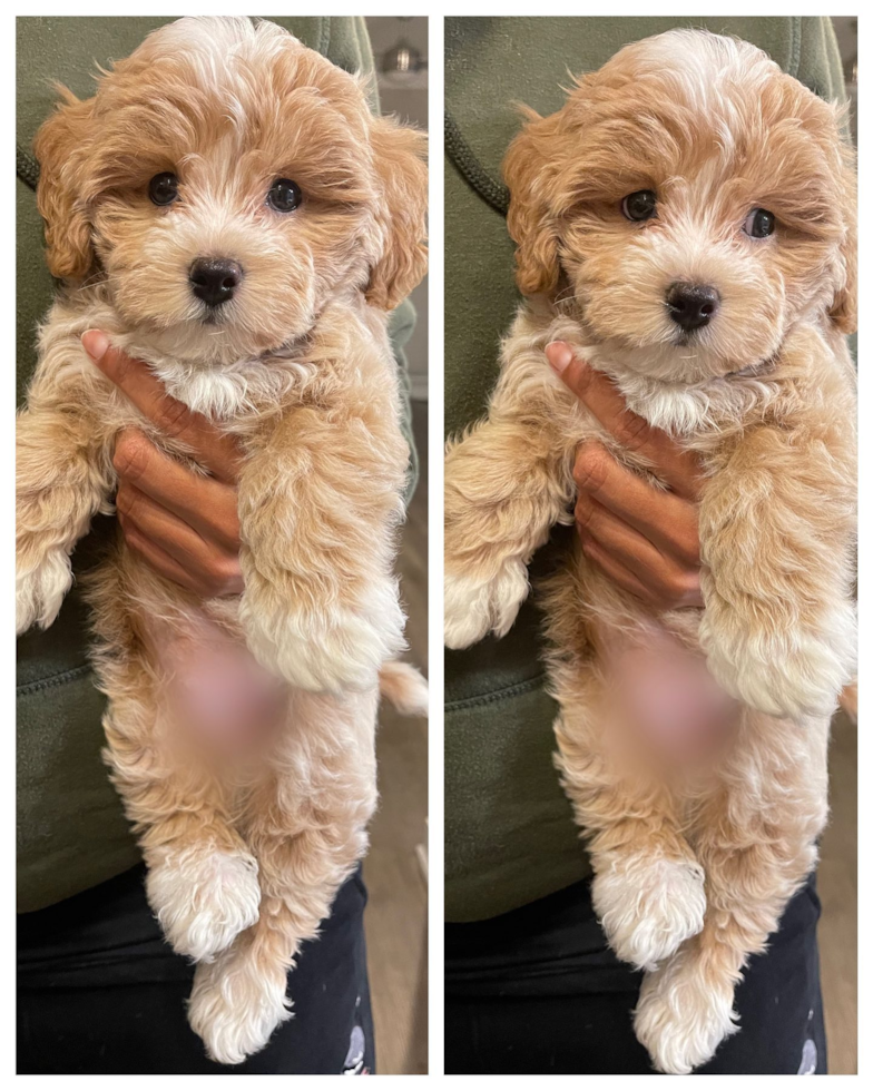 Friendly Maltipoo Pup