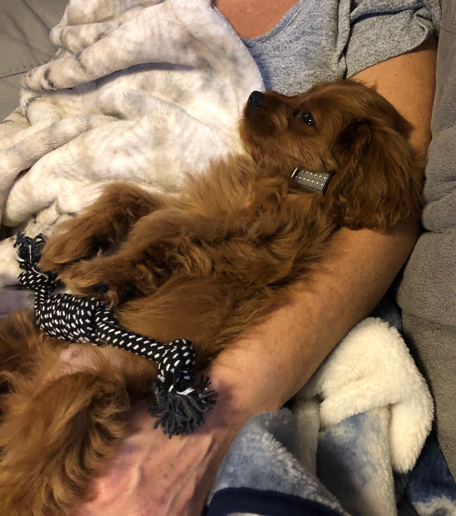 Cavapoo Pup Being Cute