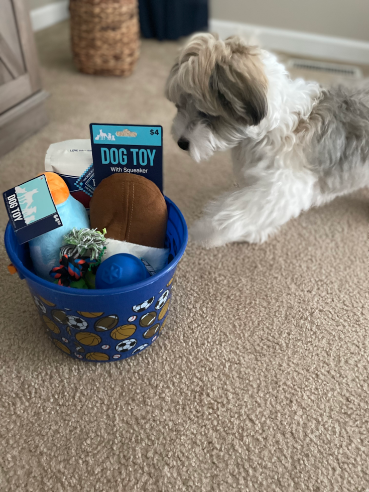 Fluffy Havapoo Poodle Mix Pup