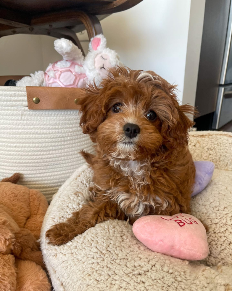 Los Angeles Cavapoo Pup