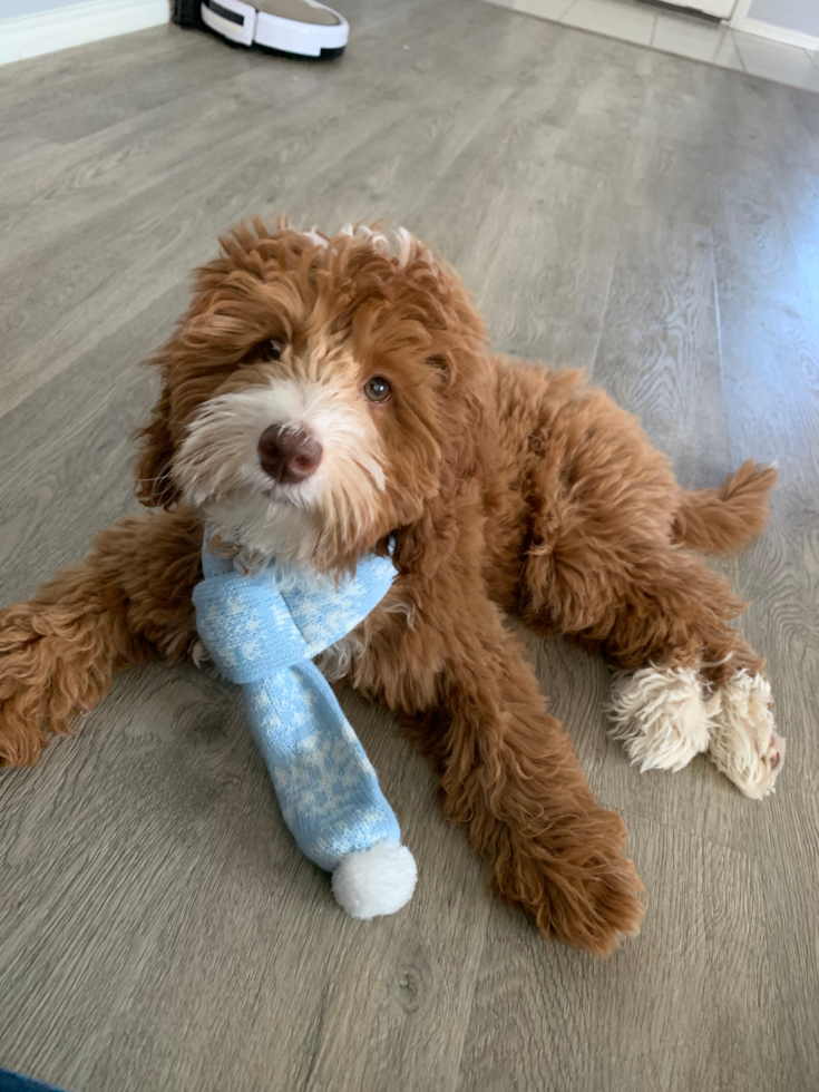 Hypoallergenic Golden Retriever Poodle Mix Pup