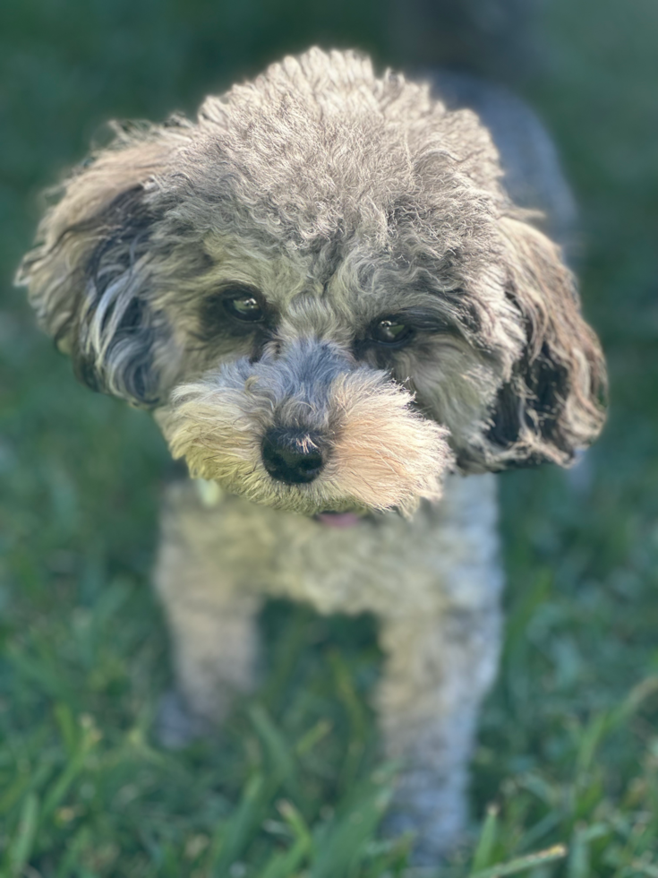 Maltipoo Pup