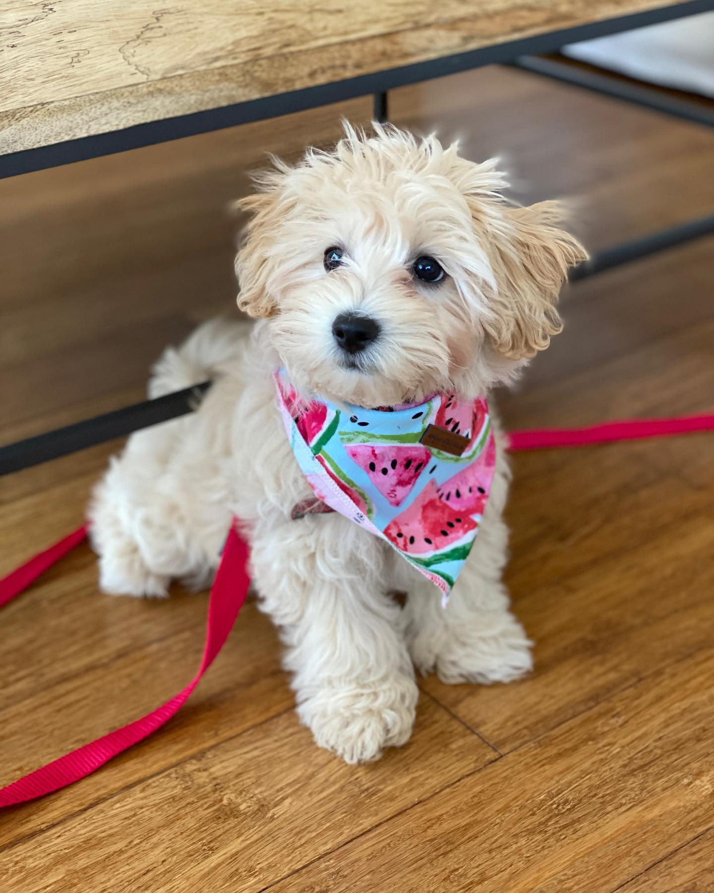 Adorable Maltese Poodle Poodle Mix Puppy