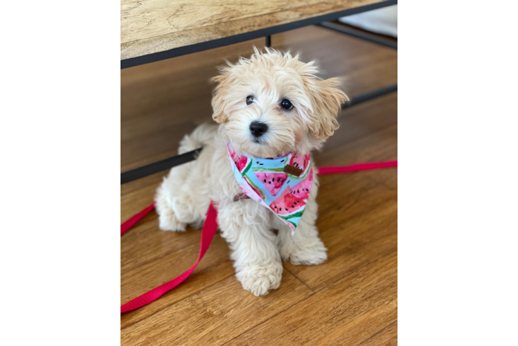 Adorable Maltese Poodle Poodle Mix Puppy