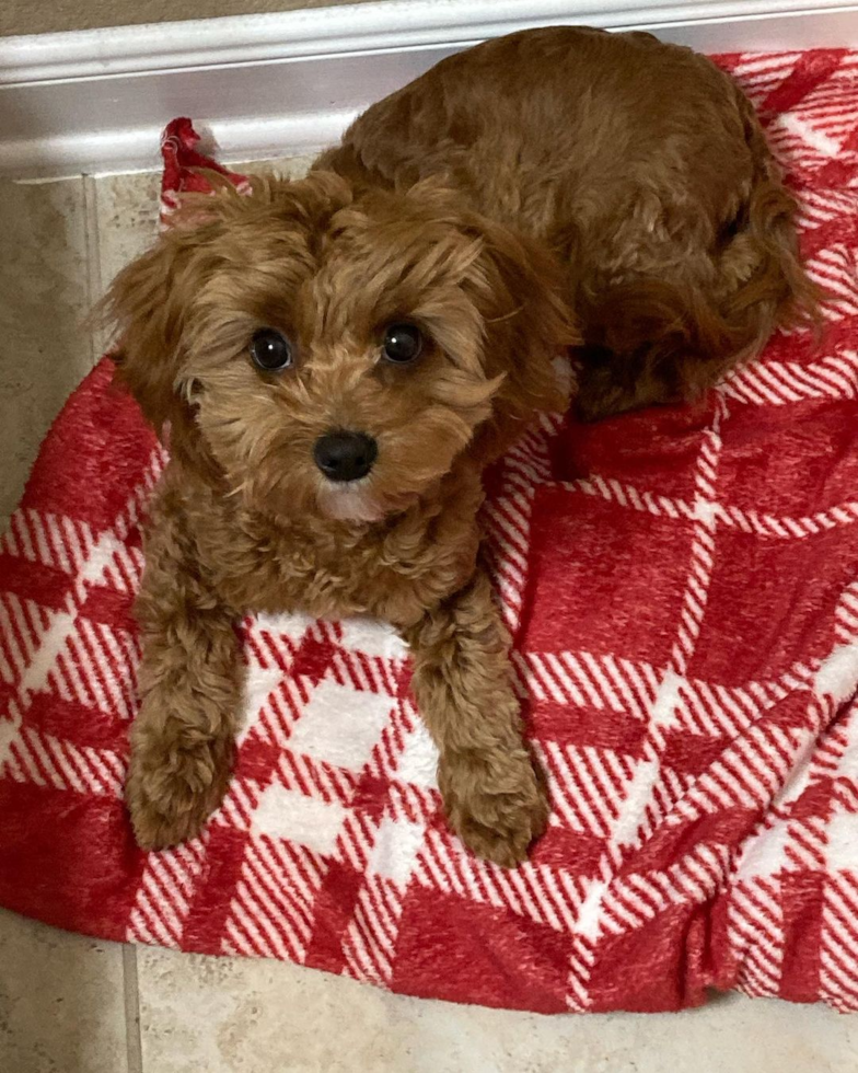 Cute Cavapoo Pup