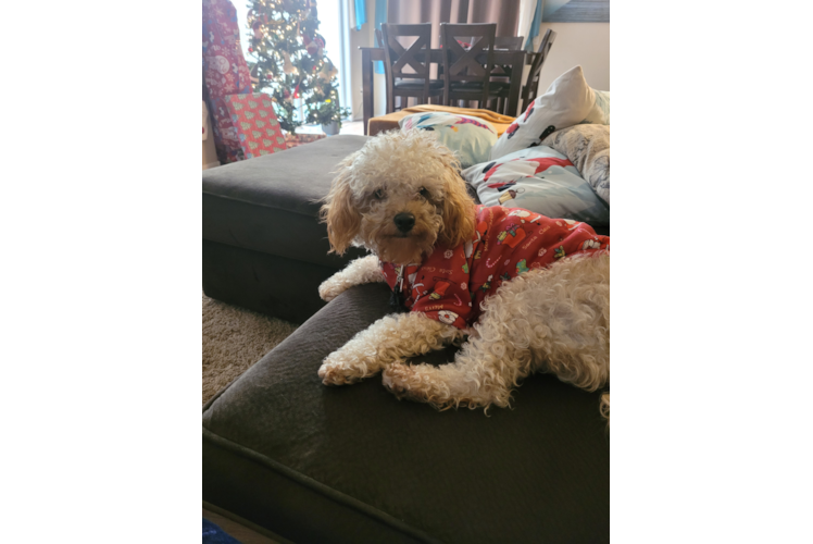 Fluffy Cavapoo Poodle Mix Pup