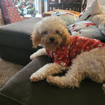 Happy Cavapoo Pup in