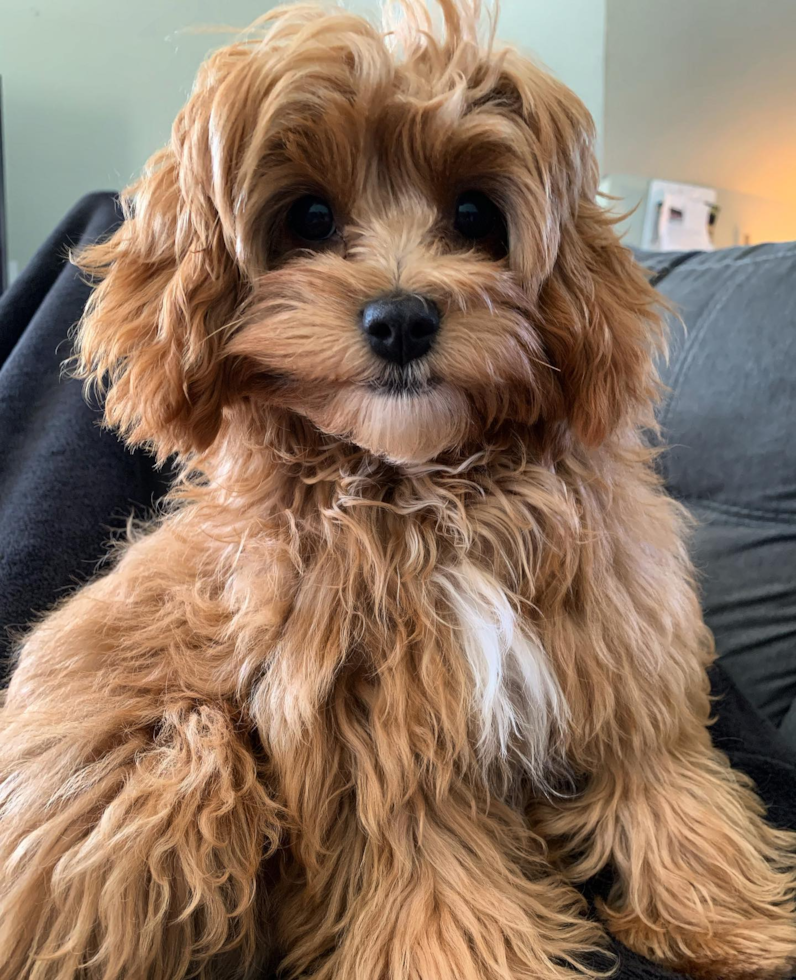 Cavapoo Being Cute