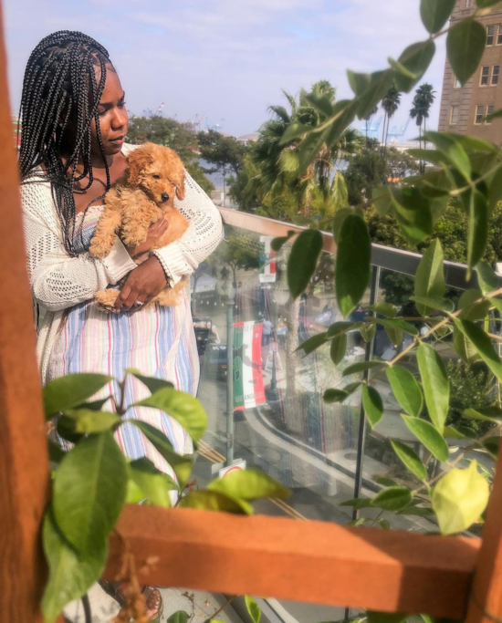 Cute Poodle Pup in San Pedro CA