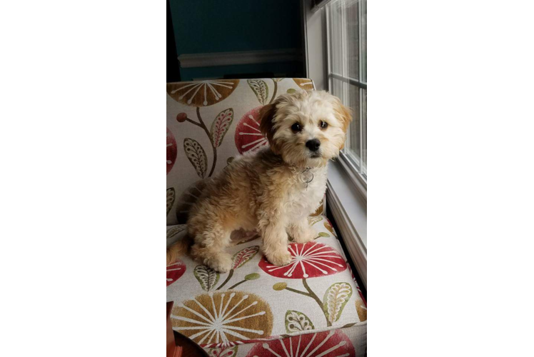 Cavachon Puppy for Adoption