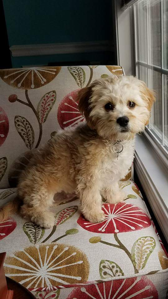 Fluffy Cavachon Designer Pup