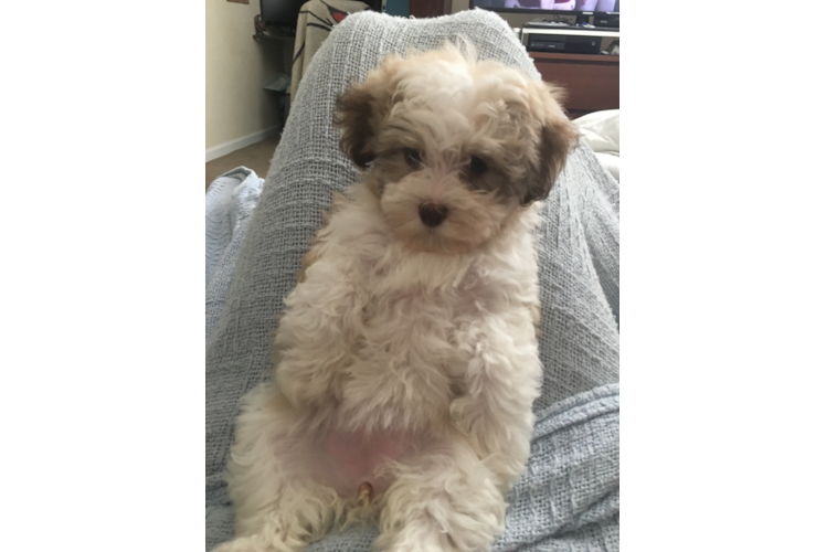 Sweet Havanese Purebred Puppy