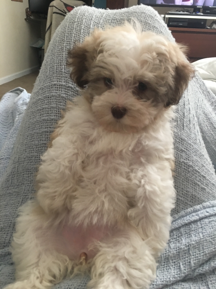 Happy Havanese Purebred Pup