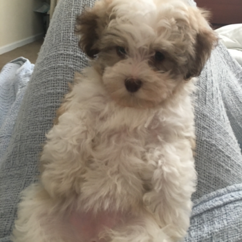 Happy Havanese Purebred Pup