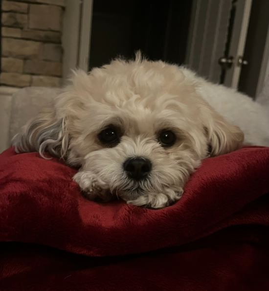 Teddy Bear