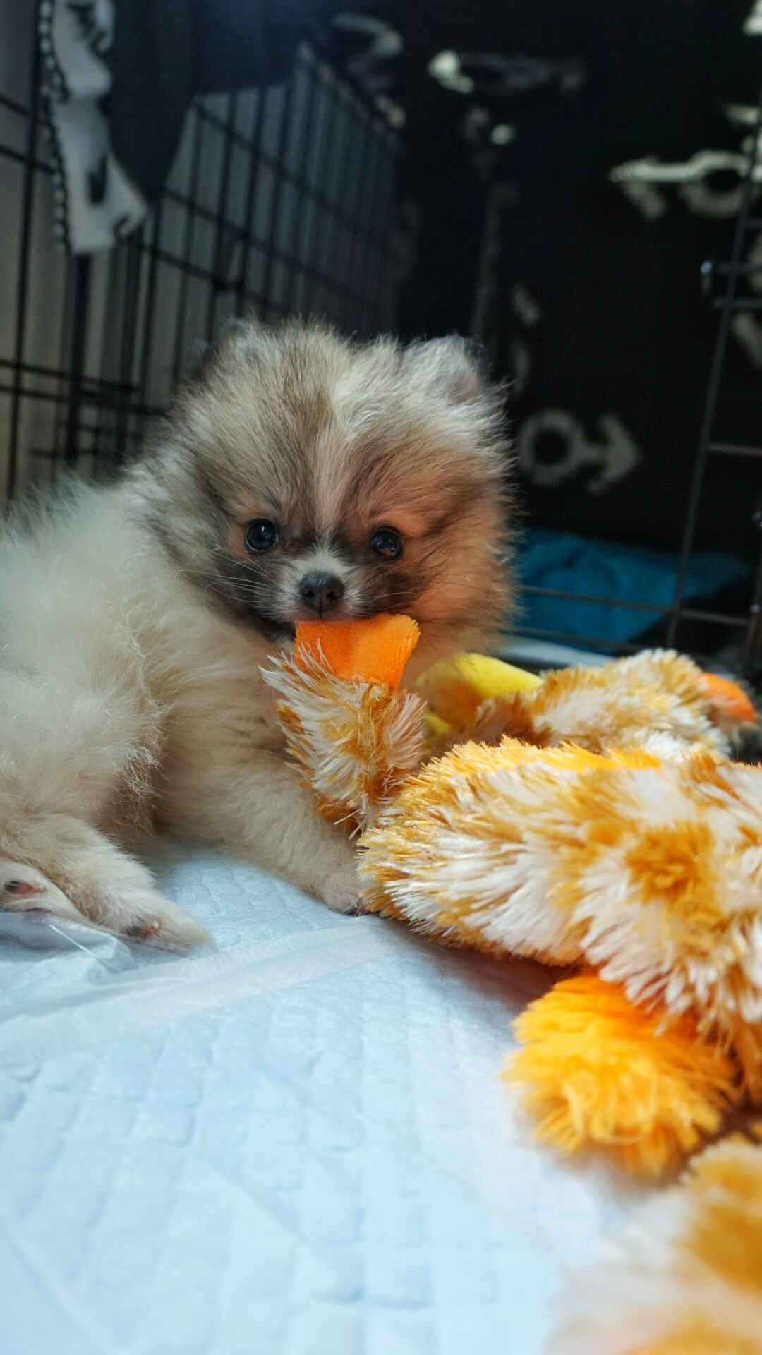 Hypoallergenic Pomeranian Purebred Pup