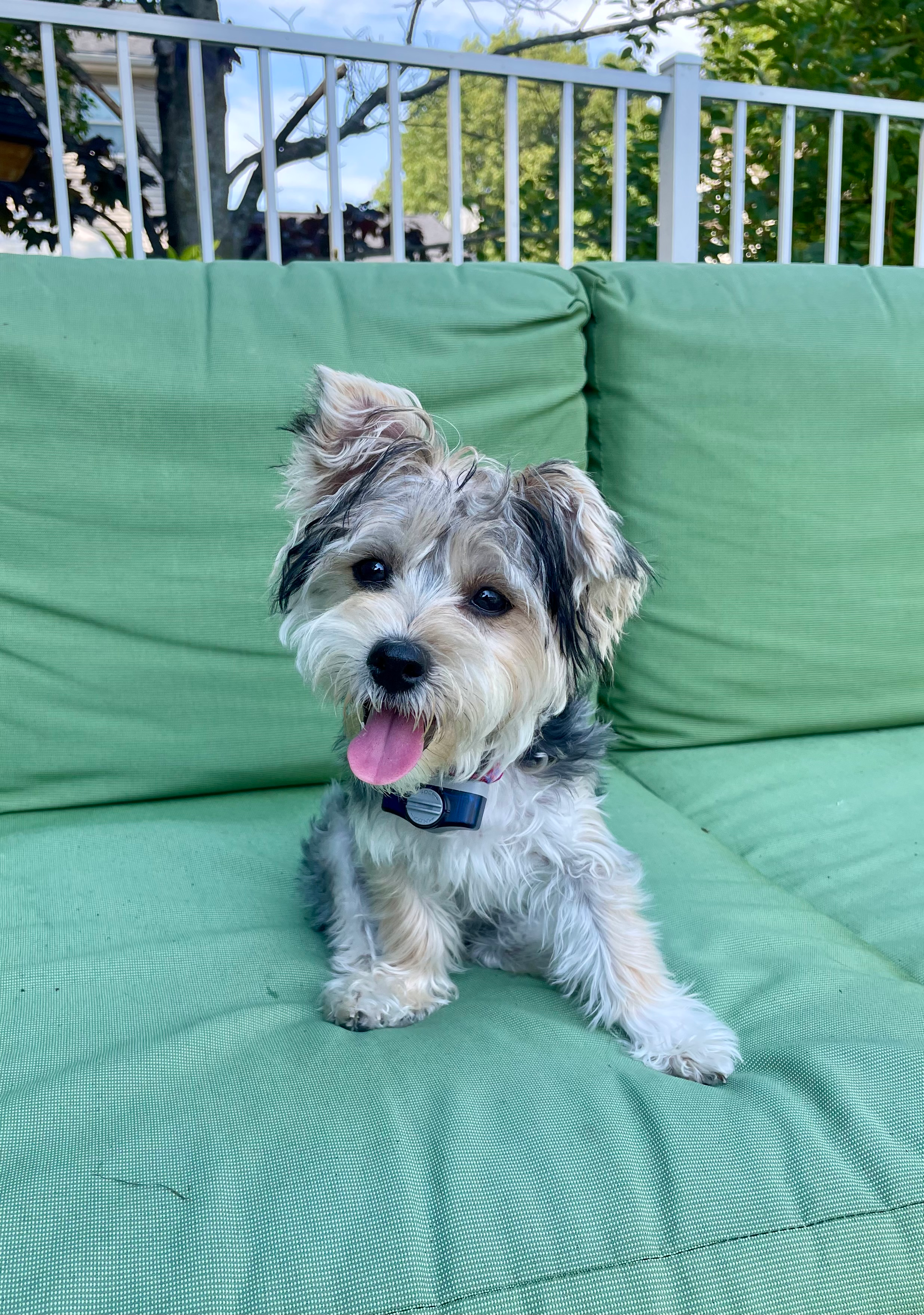 Cute Morkie Baby