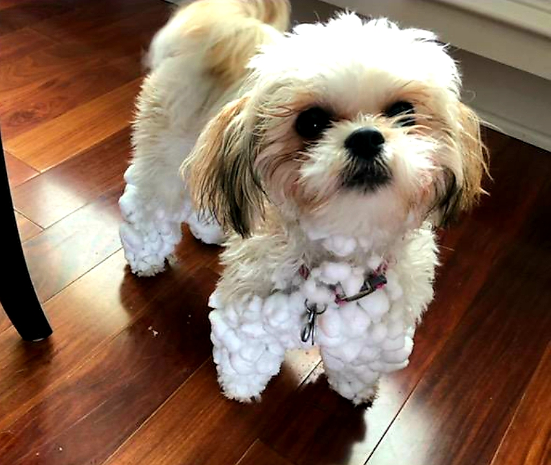 Fluffy Teddy Bear Designer Pup