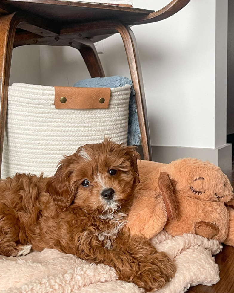 Friendly Cavapoo Pup